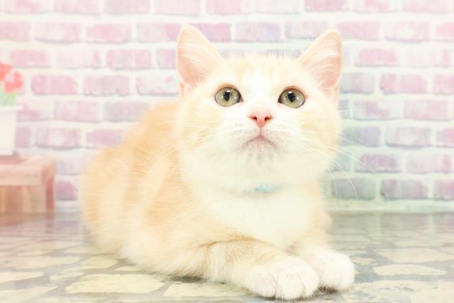 福島県のスコティッシュフォールド (Coo&RIKU郡山店/2025年12月18日生まれ/男の子/レッドタビーホワイト)の子猫の3枚目の画像