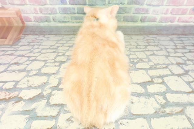 福島県のスコティッシュフォールド (Coo&RIKU郡山店/2025年12月18日生まれ/男の子/レッドタビーホワイト)の子猫の4枚目の画像