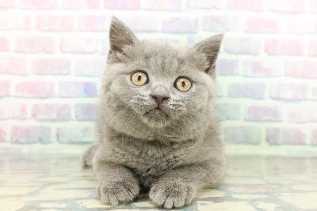 ブリティッシュショートヘアー