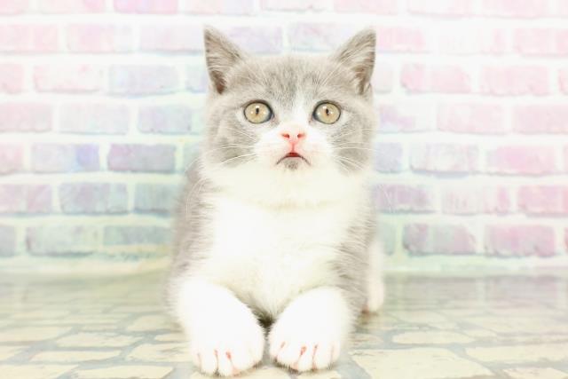 北海道のブリティッシュショートヘアー (Coo&RIKU北見店/2026年1月14日生まれ/女の子/ブルーホワイト)の子猫