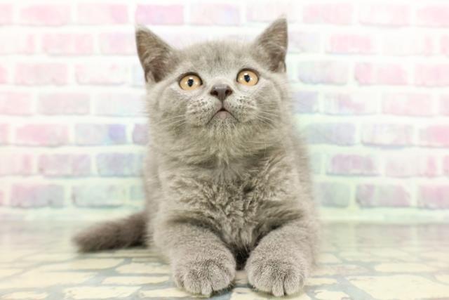 岩手県のブリティッシュショートヘアー (Coo&RIKU岩手盛岡店/2026年1月14日生まれ/男の子/ブルー)の子猫の1枚目の画像