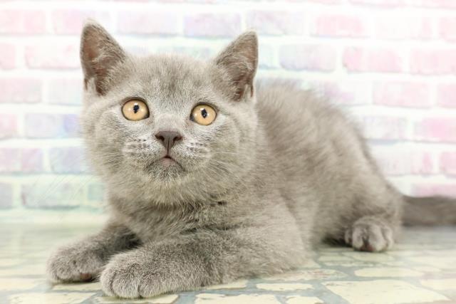 岩手県のブリティッシュショートヘアー (Coo&RIKU岩手盛岡店/2026年1月14日生まれ/男の子/ブルー)の子猫の2枚目の画像