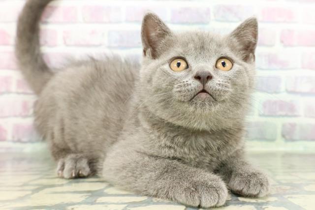 岩手県のブリティッシュショートヘアー (Coo&RIKU岩手盛岡店/2026年1月14日生まれ/男の子/ブルー)の子猫の3枚目の画像