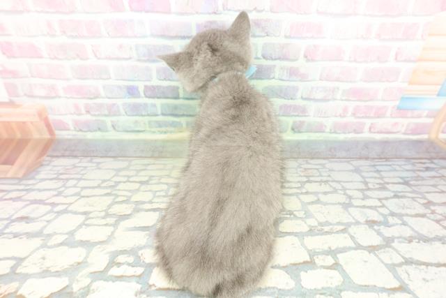 岩手県のブリティッシュショートヘアー (Coo&RIKU岩手盛岡店/2026年1月14日生まれ/男の子/ブルー)の子猫の4枚目の画像