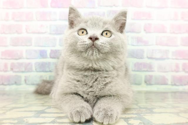 福島県のブリティッシュショートヘアー (Coo&RIKU郡山店/2026年1月14日生まれ/男の子/ブルー)の子猫の1枚目の画像