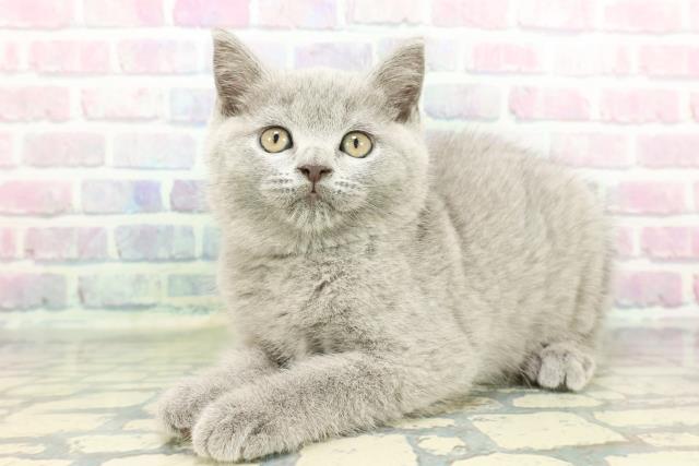 福島県のブリティッシュショートヘアー (Coo&RIKU郡山店/2026年1月14日生まれ/男の子/ブルー)の子猫の2枚目の画像