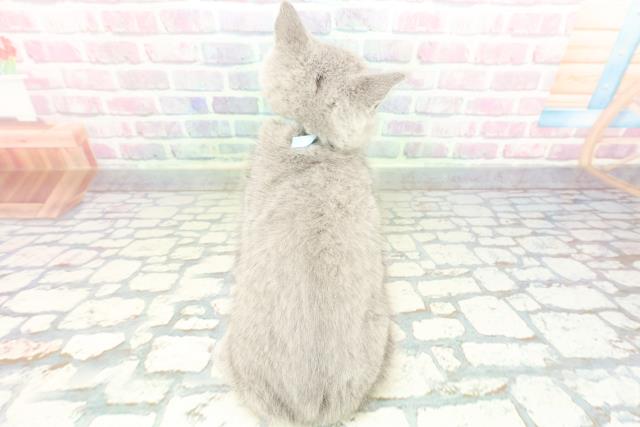 福島県のブリティッシュショートヘアー (Coo&RIKU郡山店/2026年1月14日生まれ/男の子/ブルー)の子猫の4枚目の画像