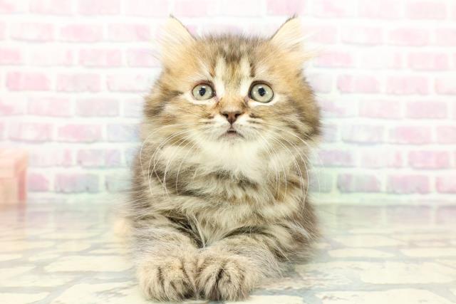 埼玉県のミヌエット (Coo&RIKUアニマルケアセンター大宮/2026年1月16日生まれ/女の子/ブラウンパッチドタビー)の子猫の1枚目の画像