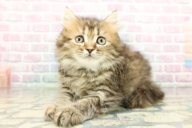 埼玉県のミヌエット (Coo&RIKUアニマルケアセンター大宮/2026年1月16日生まれ/女の子/ブラウンパッチドタビー)の子猫の2枚目の画像