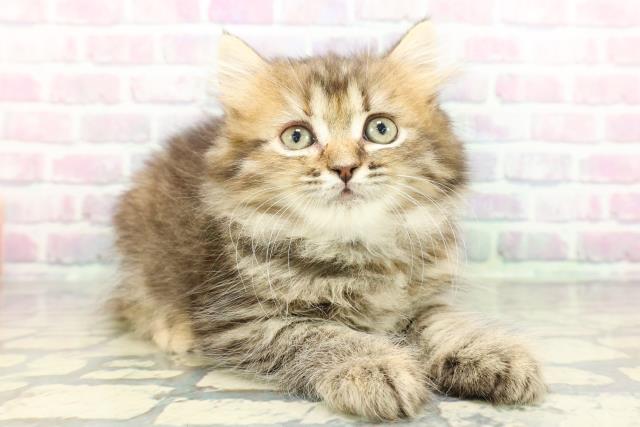 埼玉県のミヌエット (Coo&RIKUアニマルケアセンター大宮/2026年1月16日生まれ/女の子/ブラウンパッチドタビー)の子猫の3枚目の画像