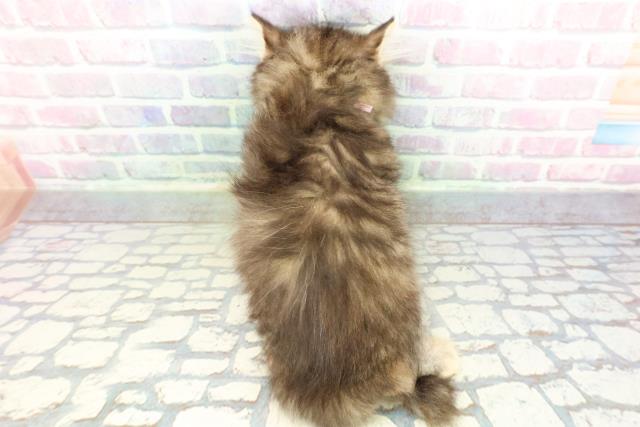 埼玉県のミヌエット (Coo&RIKUアニマルケアセンター大宮/2026年1月16日生まれ/女の子/ブラウンパッチドタビー)の子猫の4枚目の画像