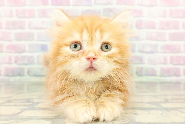 埼玉県のミヌエット (Coo&RIKUアニマルケアセンター大宮/2026年1月16日生まれ/男の子/レッドタビー)の子猫の1枚目の画像