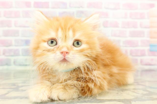 埼玉県のミヌエット (Coo&RIKUアニマルケアセンター大宮/2026年1月16日生まれ/男の子/レッドタビー)の子猫の2枚目の画像