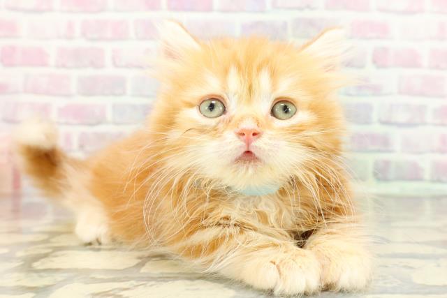 埼玉県のミヌエット (Coo&RIKUアニマルケアセンター大宮/2026年1月16日生まれ/男の子/レッドタビー)の子猫の3枚目の画像