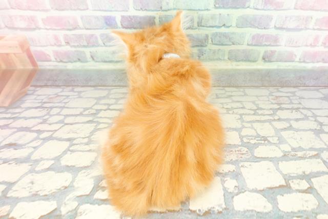 埼玉県のミヌエット (Coo&RIKUアニマルケアセンター大宮/2026年1月16日生まれ/男の子/レッドタビー)の子猫の4枚目の画像