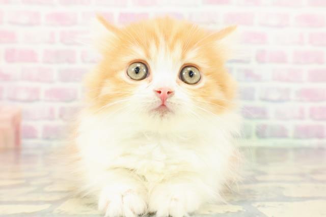 東京都のミヌエット (Coo&RIKU高円寺店/2026年1月16日生まれ/男の子/レッドタビーホワイト)の子猫の1枚目の画像