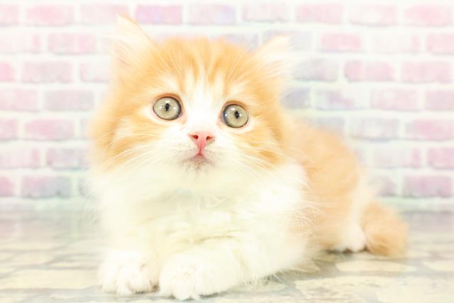 東京都のミヌエット (Coo&RIKU高円寺店/2026年1月16日生まれ/男の子/レッドタビーホワイト)の子猫の2枚目の画像