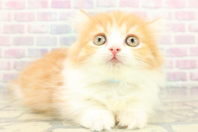 東京都のミヌエット (Coo&RIKU高円寺店/2026年1月16日生まれ/男の子/レッドタビーホワイト)の子猫の3枚目の画像