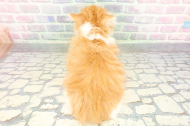 東京都のミヌエット (Coo&RIKU高円寺店/2026年1月16日生まれ/男の子/レッドタビーホワイト)の子猫の4枚目の画像