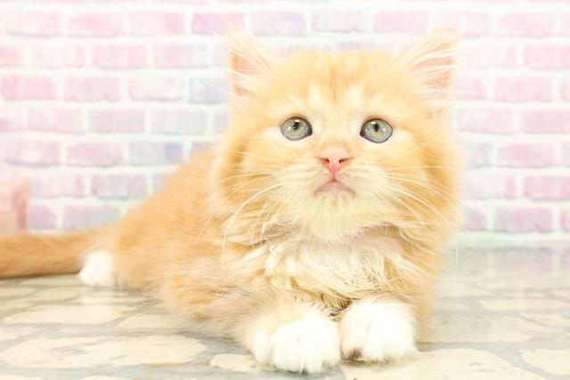 東京都のラガマフィン (Coo&RIKU中野サンモール店/2026年1月15日生まれ/女の子/レッドタビーホワイト)の子猫の3枚目の画像