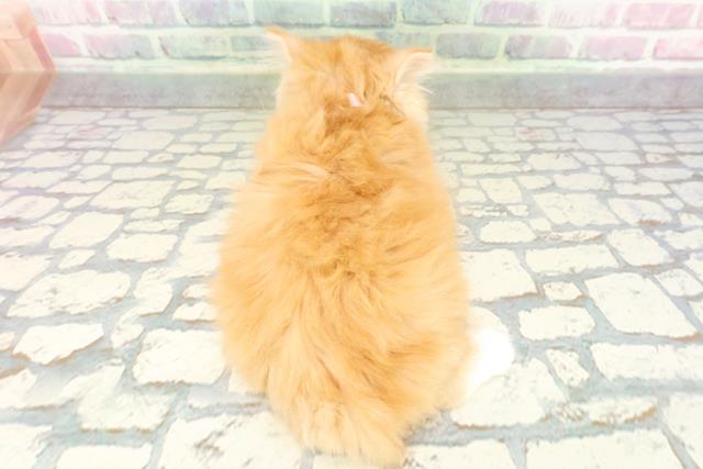 東京都のラガマフィン (Coo&RIKU中野サンモール店/2026年1月15日生まれ/女の子/レッドタビーホワイト)の子猫の4枚目の画像