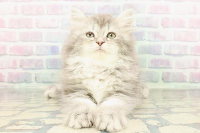 埼玉県のラガマフィン (Coo&RIKUアニマルケアセンター大宮/2026年1月15日生まれ/女の子/ブルータビー)の子猫の1枚目の画像