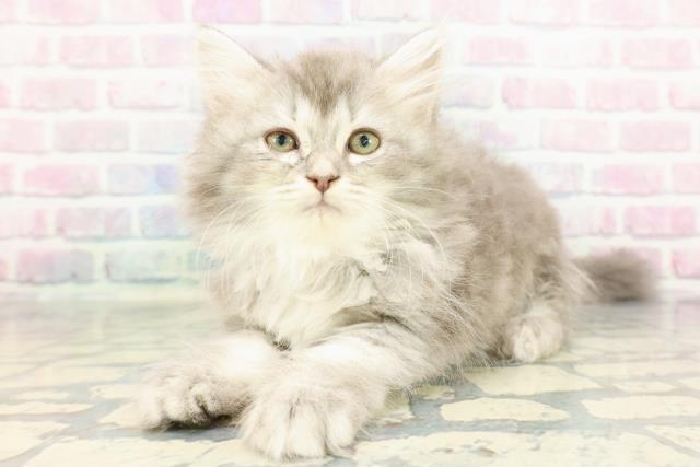 埼玉県のラガマフィン (Coo&RIKUアニマルケアセンター大宮/2026年1月15日生まれ/女の子/ブルータビー)の子猫の2枚目の画像