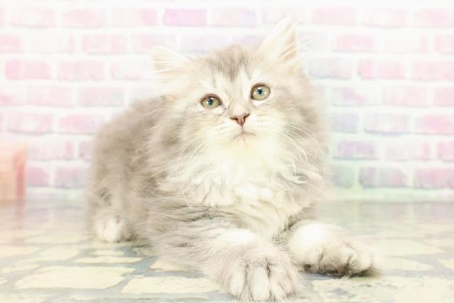 埼玉県のラガマフィン (Coo&RIKUアニマルケアセンター大宮/2026年1月15日生まれ/女の子/ブルータビー)の子猫の3枚目の画像