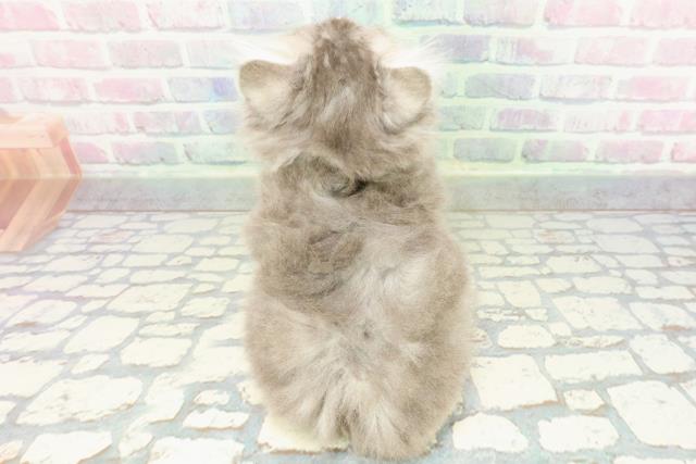 埼玉県のラガマフィン (Coo&RIKUアニマルケアセンター大宮/2026年1月15日生まれ/女の子/ブルータビー)の子猫の4枚目の画像