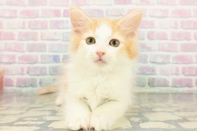 ノルウェージャン・フォレストキャット