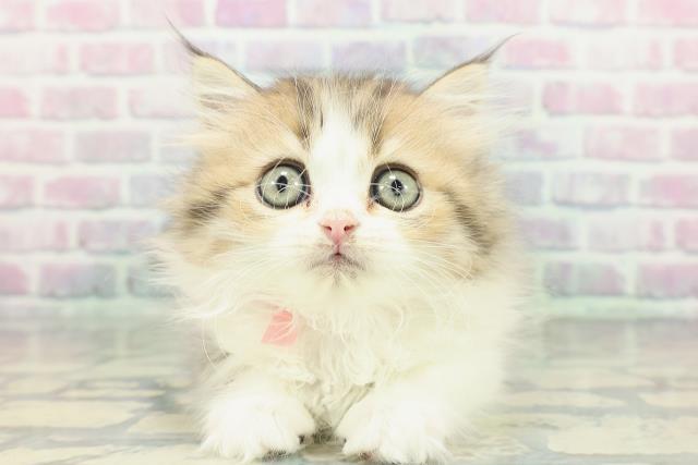 岩手県のミヌエット (Coo&RIKU岩手盛岡店/2026年1月10日生まれ/女の子/ブラウンタビーホワイト)の子猫の1枚目の画像