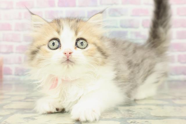 岩手県のミヌエット (Coo&RIKU岩手盛岡店/2026年1月10日生まれ/女の子/ブラウンタビーホワイト)の子猫の2枚目の画像