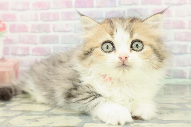 岩手県のミヌエット (Coo&RIKU岩手盛岡店/2026年1月10日生まれ/女の子/ブラウンタビーホワイト)の子猫の3枚目の画像