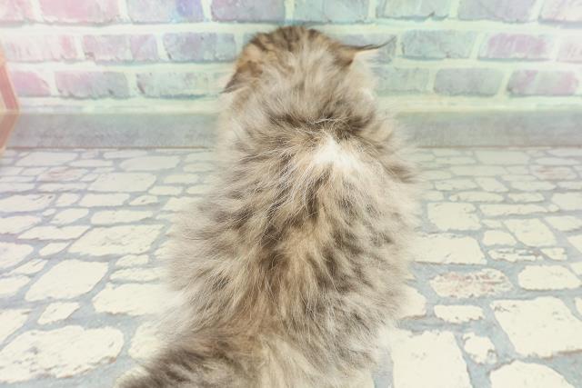 岩手県のミヌエット (Coo&RIKU岩手盛岡店/2026年1月10日生まれ/女の子/ブラウンタビーホワイト)の子猫の4枚目の画像