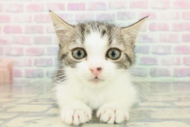 宮城県のスコティッシュフォールド (Coo&RIKU仙台太白店/2026年1月15日生まれ/男の子/ブラウンタビーホワイト)の子猫の1枚目の画像