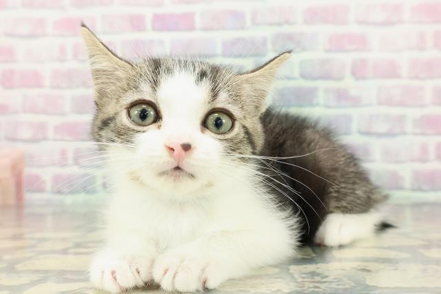 宮城県のスコティッシュフォールド (Coo&RIKU仙台太白店/2026年1月15日生まれ/男の子/ブラウンタビーホワイト)の子猫の2枚目の画像