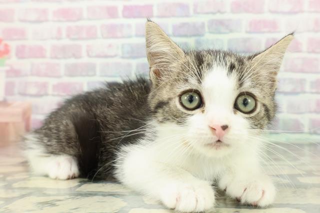 宮城県のスコティッシュフォールド (Coo&RIKU仙台太白店/2026年1月15日生まれ/男の子/ブラウンタビーホワイト)の子猫の3枚目の画像