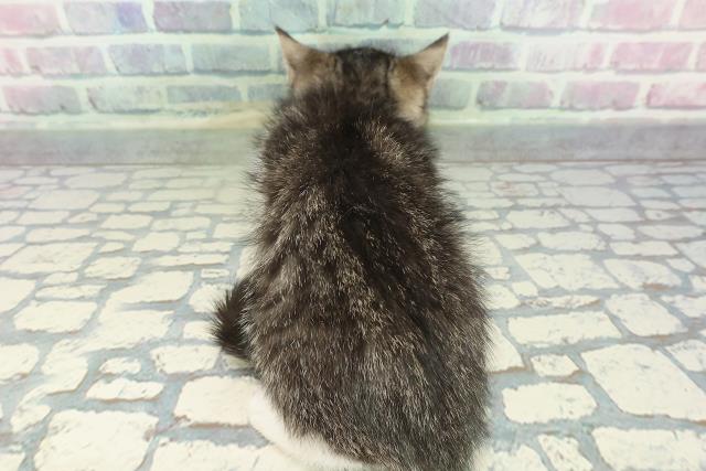 宮城県のスコティッシュフォールド (Coo&RIKU仙台太白店/2026年1月15日生まれ/男の子/ブラウンタビーホワイト)の子猫の4枚目の画像