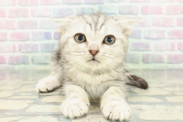 岩手県のアメリカンショートヘアー (Coo&RIKU一関店/2025年12月26日生まれ/男の子/シルバータビー)の子猫の1枚目の画像