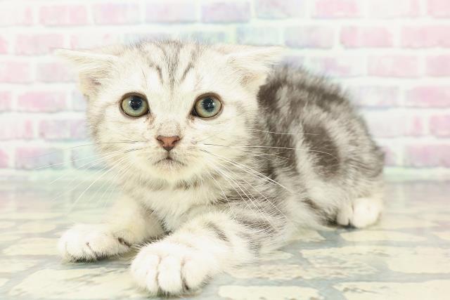 岩手県のアメリカンショートヘアー (Coo&RIKU一関店/2025年12月26日生まれ/男の子/シルバータビー)の子猫の2枚目の画像