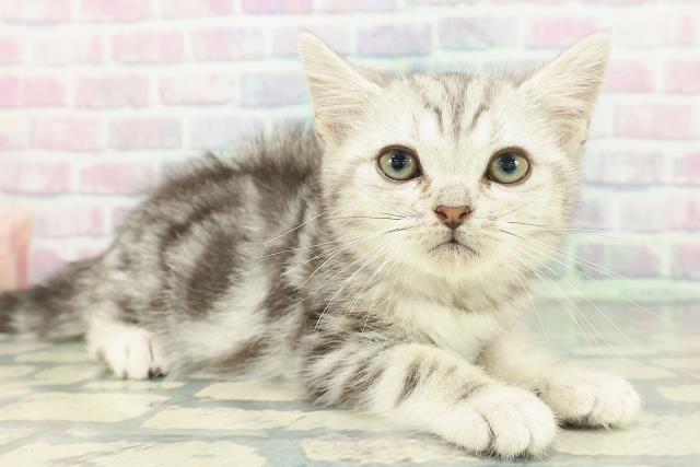 岩手県のアメリカンショートヘアー (Coo&RIKU一関店/2025年12月26日生まれ/男の子/シルバータビー)の子猫の3枚目の画像