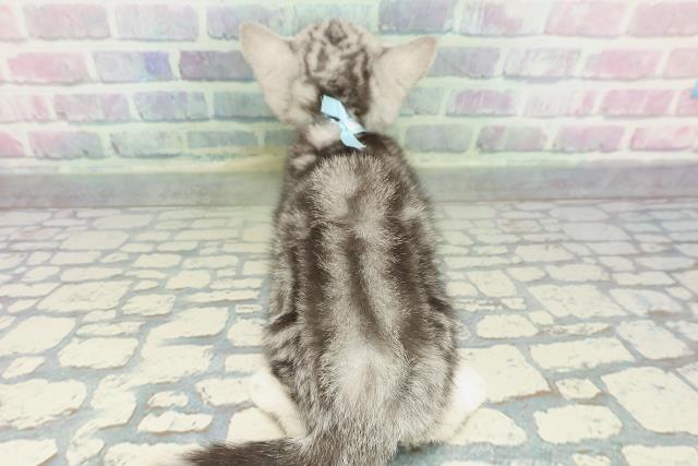 岩手県のアメリカンショートヘアー (Coo&RIKU一関店/2025年12月26日生まれ/男の子/シルバータビー)の子猫の4枚目の画像