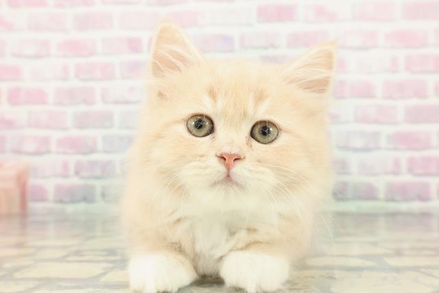 東京都のサイベリアン (Coo&RIKU中野サンモール店/2026年1月15日生まれ/男の子/クリームホワイト)の子猫