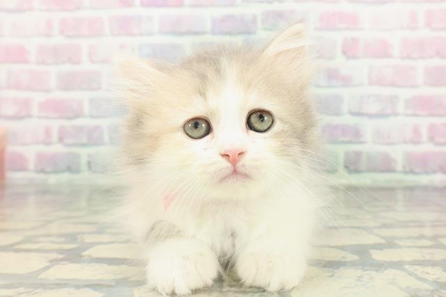 東京都のサイベリアン (Coo&RIKU秋葉原店/2026年1月15日生まれ/女の子/ダイリュートキャリコ)の子猫