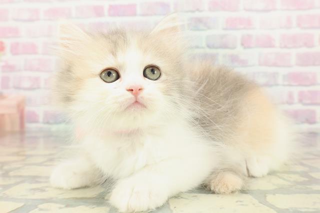 東京都のサイベリアン (Coo&RIKU秋葉原店/2026年1月15日生まれ/女の子/ダイリュートキャリコ)の子猫の2枚目の画像