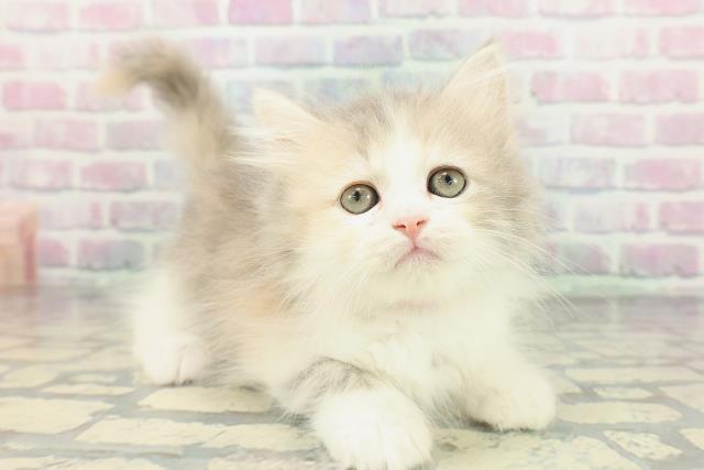 東京都のサイベリアン (Coo&RIKU秋葉原店/2026年1月15日生まれ/女の子/ダイリュートキャリコ)の子猫の3枚目の画像