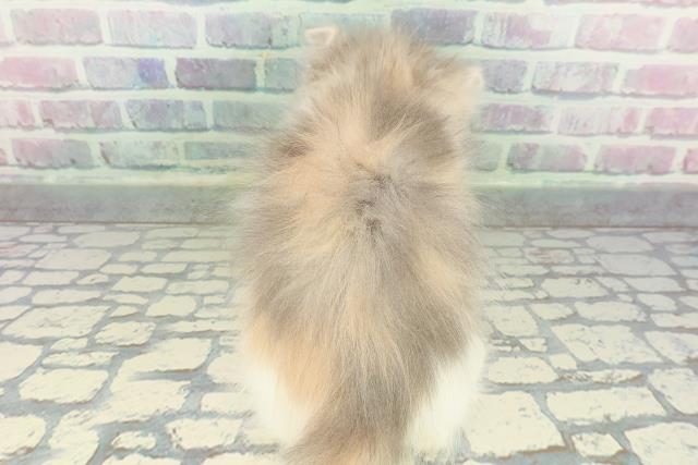 東京都のサイベリアン (Coo&RIKU秋葉原店/2026年1月15日生まれ/女の子/ダイリュートキャリコ)の子猫の4枚目の画像