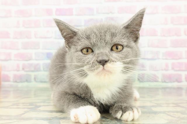 ブリティッシュショートヘアー