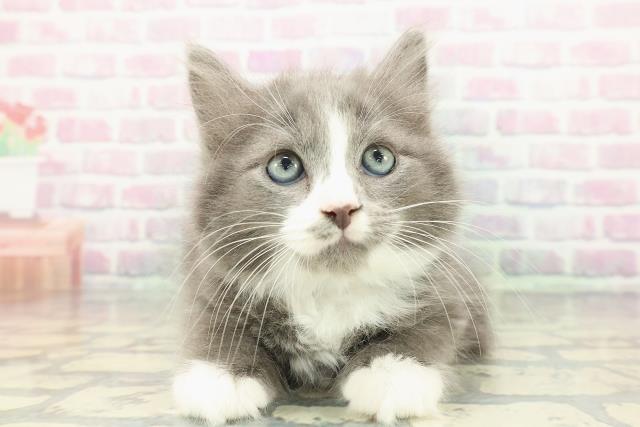 東京都のラガマフィン (Coo&RIKU赤坂店/2026年1月13日生まれ/男の子/ブルータビーホワイト)の子猫の1枚目の画像