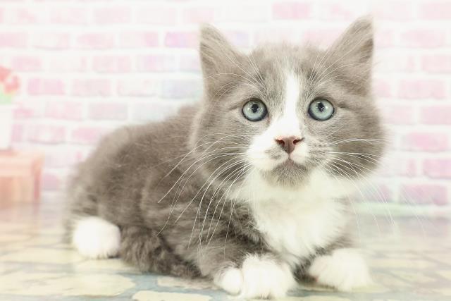 東京都のラガマフィン (Coo&RIKU赤坂店/2026年1月13日生まれ/男の子/ブルータビーホワイト)の子猫の3枚目の画像